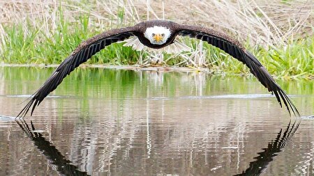 ببینید | شکار در مسابقه!