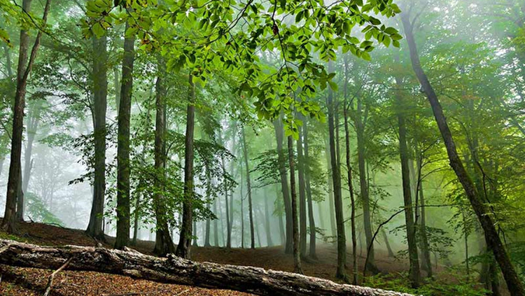 در اکثر جنگل‌های مازندران دوربین نظارتی داریم