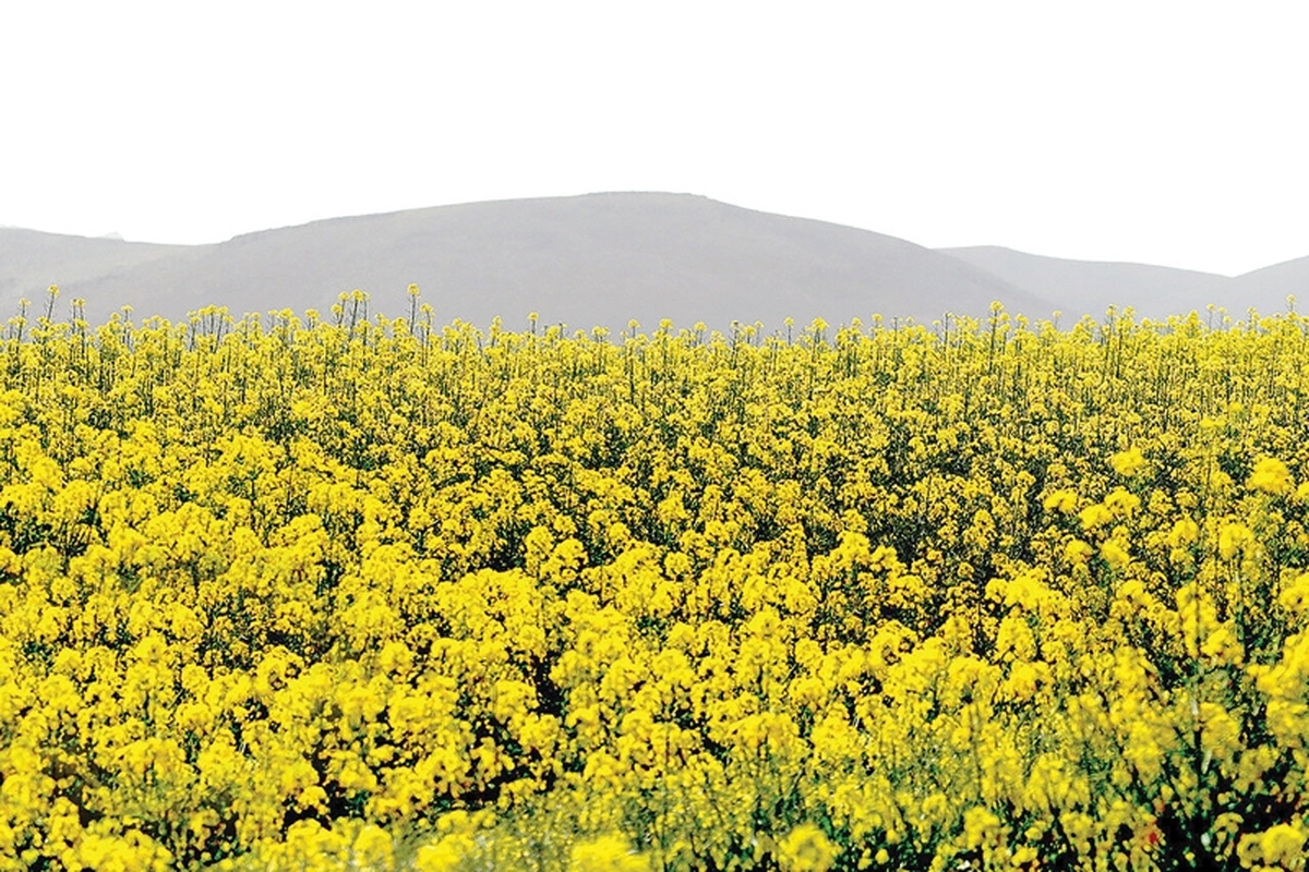 ۲۵آبان سال جاری بود که وزارت جهاد کشاورزی با ابلاغ مصوبه‌ای،زمینه‌ساز آغاز کشت قراردادی دانه‌های روغنی (کلزا،سویا،آفتابگردان، کاملینا وگلرنگ)درکشور شد.