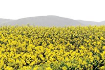 مصوبه‌ای برای کاهش وابستگی روغن