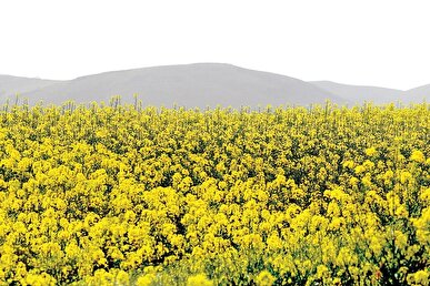 مصوبه‌ای برای کاهش وابستگی روغن