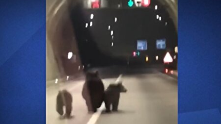 ببینید | خرس‌ها در تونل!