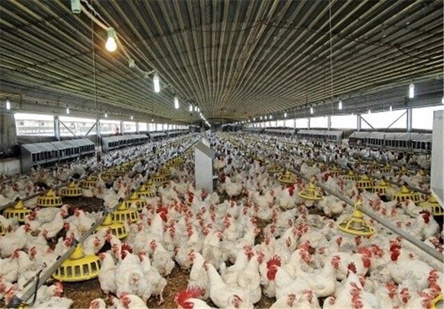 پایداری تولید مرغ مشروط بر تأمین نهادههای دامی است پایداری تولید مرغ مشروط بر تأمین نهادههای دامی است