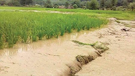 تخریب خاک شالیزارها؛ هشدار قرمز ملی!