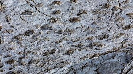 ببینید | ردپای دایناسور