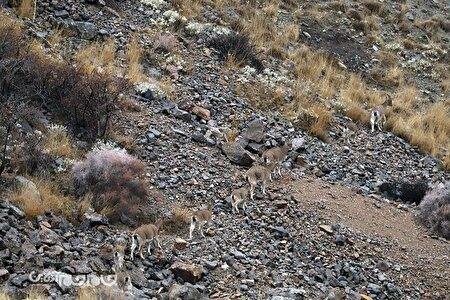گزارش تصویری | سرشماری حیات وحش سُم داران و پستانداران شاخص آذربایجان شرقی