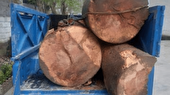 کشف محموله بزرگ چوب جنگلی در آمل