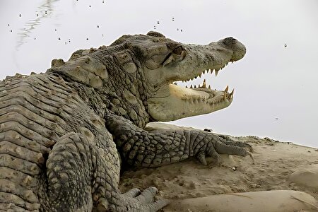 بارش های فراتر از انتظار  در جنوب سیستان و بلوچستان؛ احتمال خروج گاندو‌ها از برکه‌ها