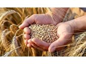 توزیع ۱۸۵ تن بذر گندم در میان کشاورزان شهرستان میاندورود