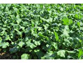 تاکنون 34 هکتار کلزا در قائم شهر کشت شد