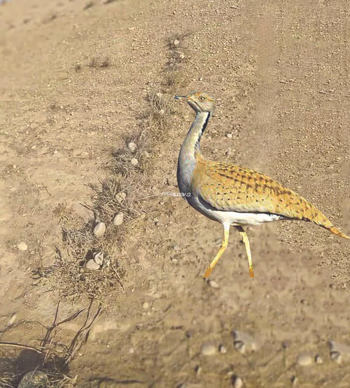 هوبره در رژیم غذایی جاندارانی چون انواع عقاب‌ها و برخی از پستانداران شکاری همچون شغال و روباه است و در زنجیره غذایی بیابان نقشی چشمگیر دارد و کاهش جمعیت هوبره‌ها باعث کاهش تعداد حیوانات در سطوح تغذیه‌ای بالاتر نظیر عقاب‌ها می شود. 