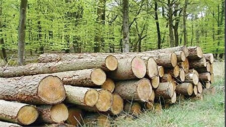 نجات جنگل‌های زاگرس با زراعت چوب