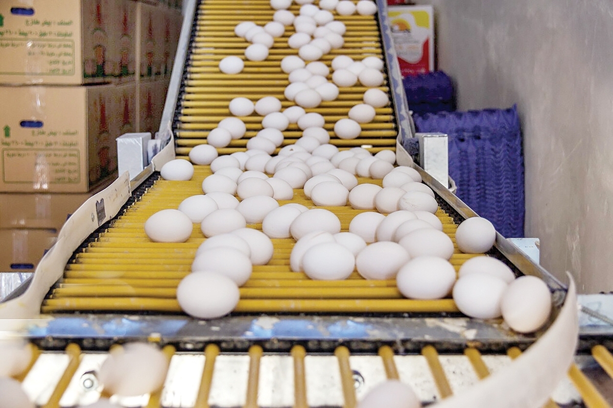 بازار تخم‌مرغ که یکی از اصلی‌ترین اقلام سبد غذایی خانوارهای ایرانی است، در ماه‌های اخیر با افزایش قیمتی مواجه شده که نه فقط از محدوده‌های معمول تورمی فراتر رفته بلکه به مرز «هشدار امنیت غذایی» نیز نزدیک شده است.