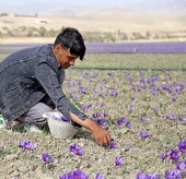 خشکسالی ۳۶۰۰ میلیارد ریال به زعفران‌کاران بجستانی خسارت وارد کرد