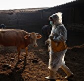 سویه جدید تب برفکی در خراسان رضوی، بازار دام مشهد ۲۸ روز تعطیل شد