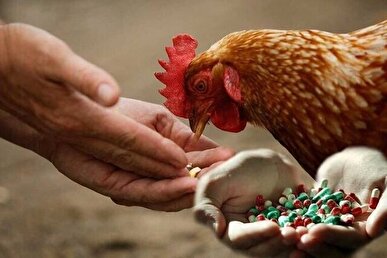 بقایای آنتی‌ بیوتیک در گوشت؛ زنگ خطری برای سلامت عمومی