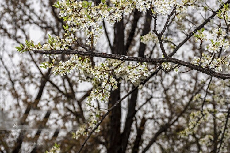 تداوم بارش نرمال در ایران تا پایان بهار