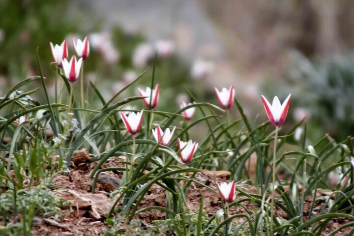 برداشت غیرمجاز تهدیدی برای بقای لالههای وحشی برداشت غیرمجاز تهدیدی برای بقای لالههای وحشی