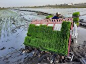 آغاز نشاکاری مکانیزه برنج در مازندران