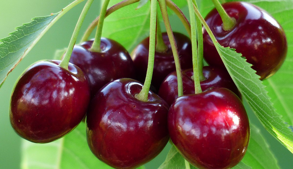 برداشت گیلاس گلخانه‌ای در شهرستان سامان