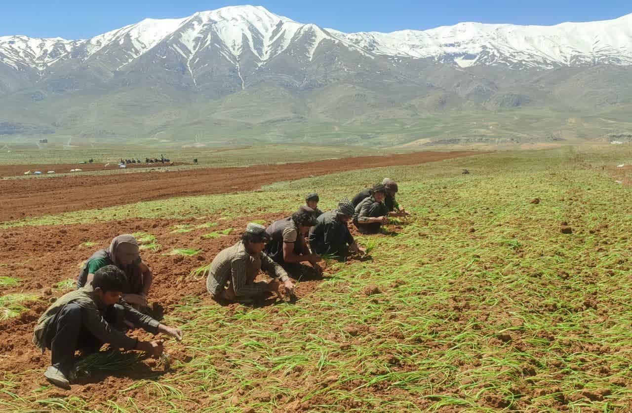 شروع عملیات کاشت نشایی پیاز در شهرستان اردل