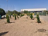 کاشت ۱۰۰۰۰ سرو به یاد دختران شهید میناب و رهبر شهید انقلاب در ورزشگاه آزادی