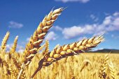 تحول در زنجیره ارزش گندم چهارمحال و بختیاری