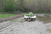 ۶۰ درصد شالیزارهای فریدونکنار مکانیزه نشاکاری شد