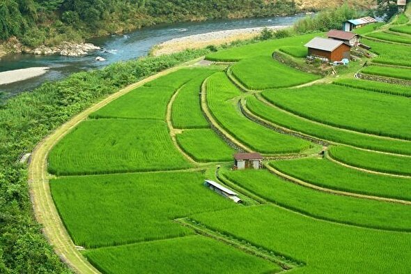 ۳۵۰۰ هکتار از شالیزارهای قائم‌شهر زیر کشت برنج رفت