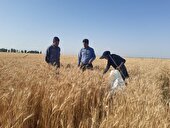 هشدار درباره خسارت علف‌های هرز به مزارع کرمانشاه