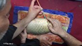 مرحله دوم تکثیر مصنوعی کپور دریایی در گلستان با تولید ۲۰ میلیون لارو باکیفیت