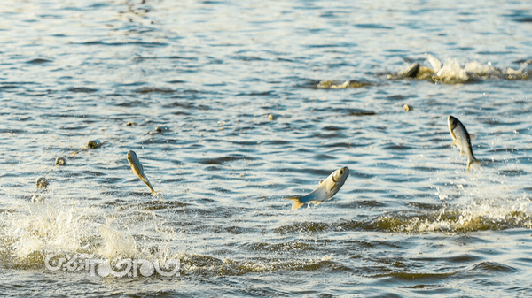 افتتاح مرکز تخصصی منطقه‌ای تشخیص بیماری‌های آبزیان چهارمحال و بختیاری