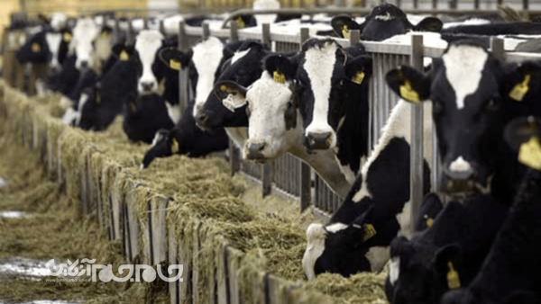 ۱۶۹ واحد دامداری شهرستان سامان در مسیر بهره‌برداری