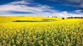 تولید ۹۲۰ تن کلزا از ۵۷۵ هکتار اراضی جویبار