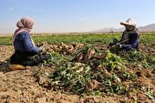 پیش‌بینی تولید ۴۲۰ هزار تن چغندرقند پاییزه در کرمانشاه