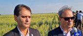 راه اندازی ۲ هزار مزرعه الگویی برای ۵ محصول استراتژیک در کشور