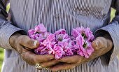  برداشت ۳۰۰ تن گل محمدی در سیستان و بلوچستان