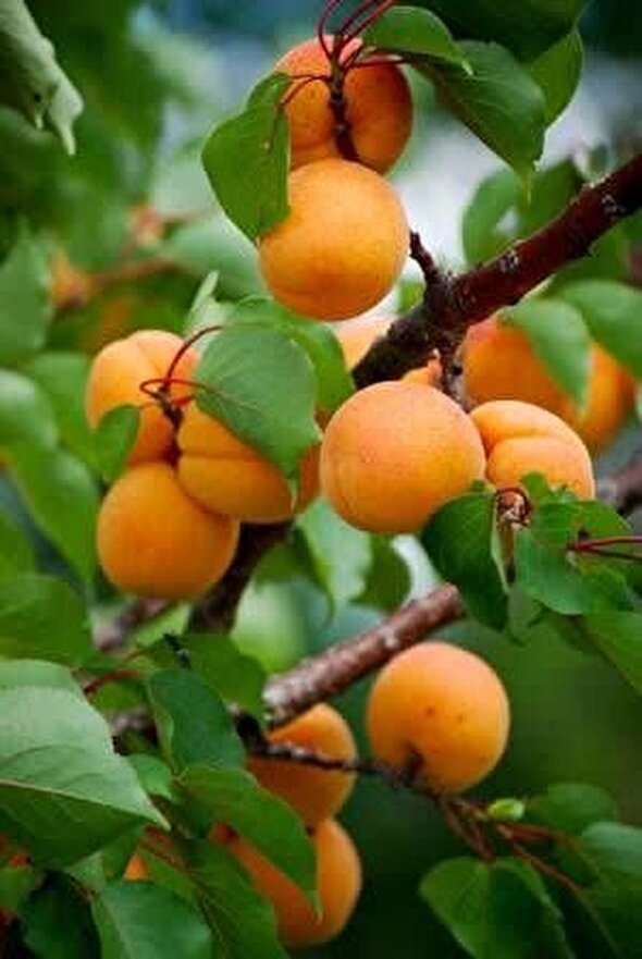پیش‌بینی برداشت ۱۵ هزار تن زردآلو از باغات خاتم