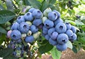 برداشت ۱.۵ تن بلوبری از باغات نور