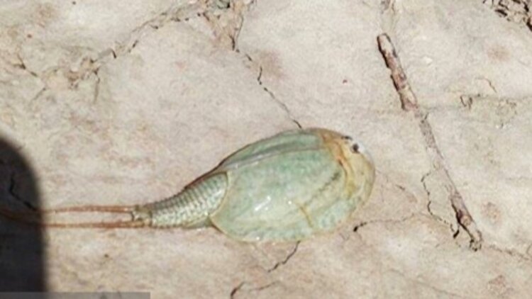 مشاهده فسیل زنده در تالاب هامون