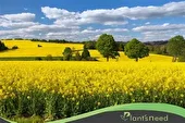 خیز مازندران برای خودکفایی در تولید روغن؛ حال مزارع کلزا خوش است