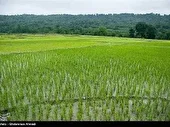 ۴۰۰۰ هکتار شالیزار مازندران زیر چتر جهش تولید
