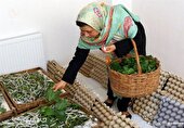 توسعه مشاغل خانگی و فرآوری گیاهان دارویی در اردل
