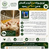 پیشتازی گلستان در تولید مرغ