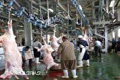 کشتار دام در کشتارگاه های استان از افزایش بیماریهای مشترک میان دام و انسان جلوگیری می کند