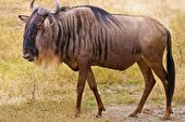 ببینید | تراژدی مهاجرت بزرگ