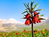 مکالمه رایگان ایرانسل به مناسبت روز شهرکرد