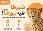 عکس نوشت | «جام‌جم» در گفت‌و‌گو با مدیرکل حفاظت محیط‌زیست سمنان آخرین وضعیت یوزپلنگ آسیایی را بررسی کرده است