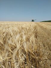 آغاز خرید تضمینی گندم در استان اردبیل