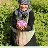 پایان برداشت گل محمدی از ۲۰ هکتار اراضی شهرستان خاتم